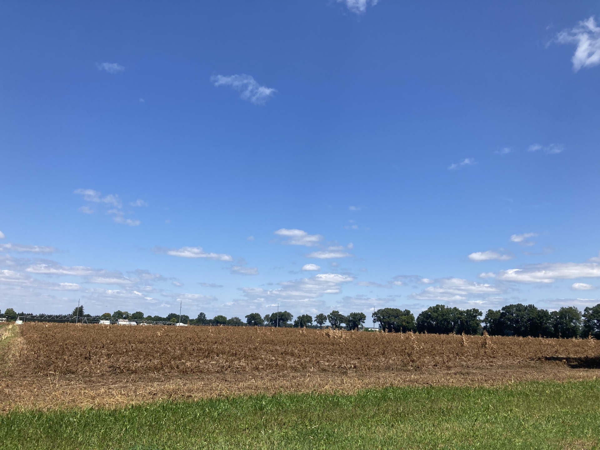 A desiccated potato field.